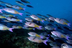 Roatan Aggressor Liveaboard - Honduras.